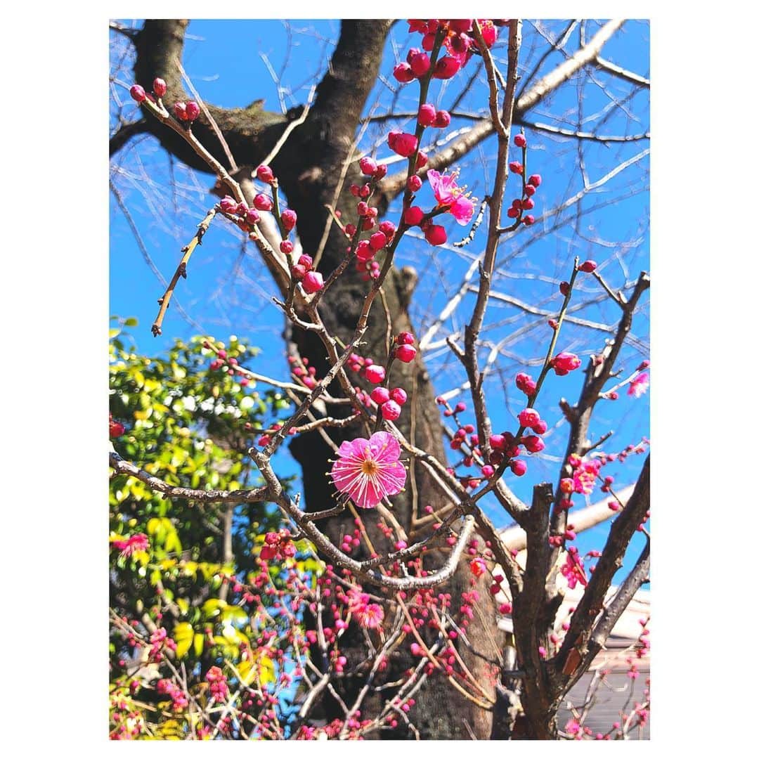 理絵さんのインスタグラム写真 - (理絵Instagram)「梅の花が咲いていました  #梅 #梅の花 #Plumblossom #매화 #flowers #flower #fiore #꽃 #花 #tokyo #japan」1月29日 18時58分 - ____rie____