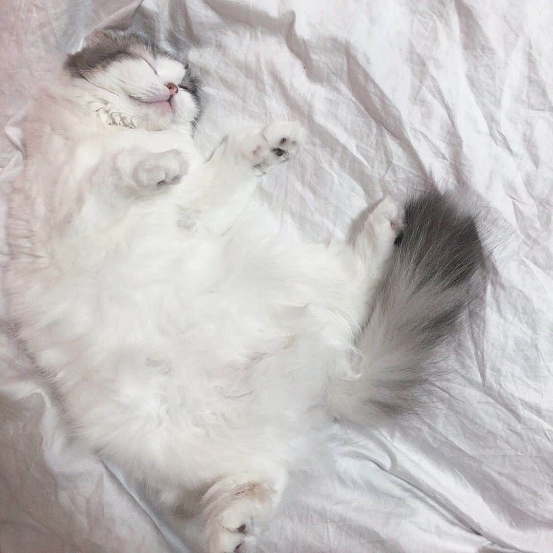 のインスタグラム：「おにゃかまるだし天使🐾」