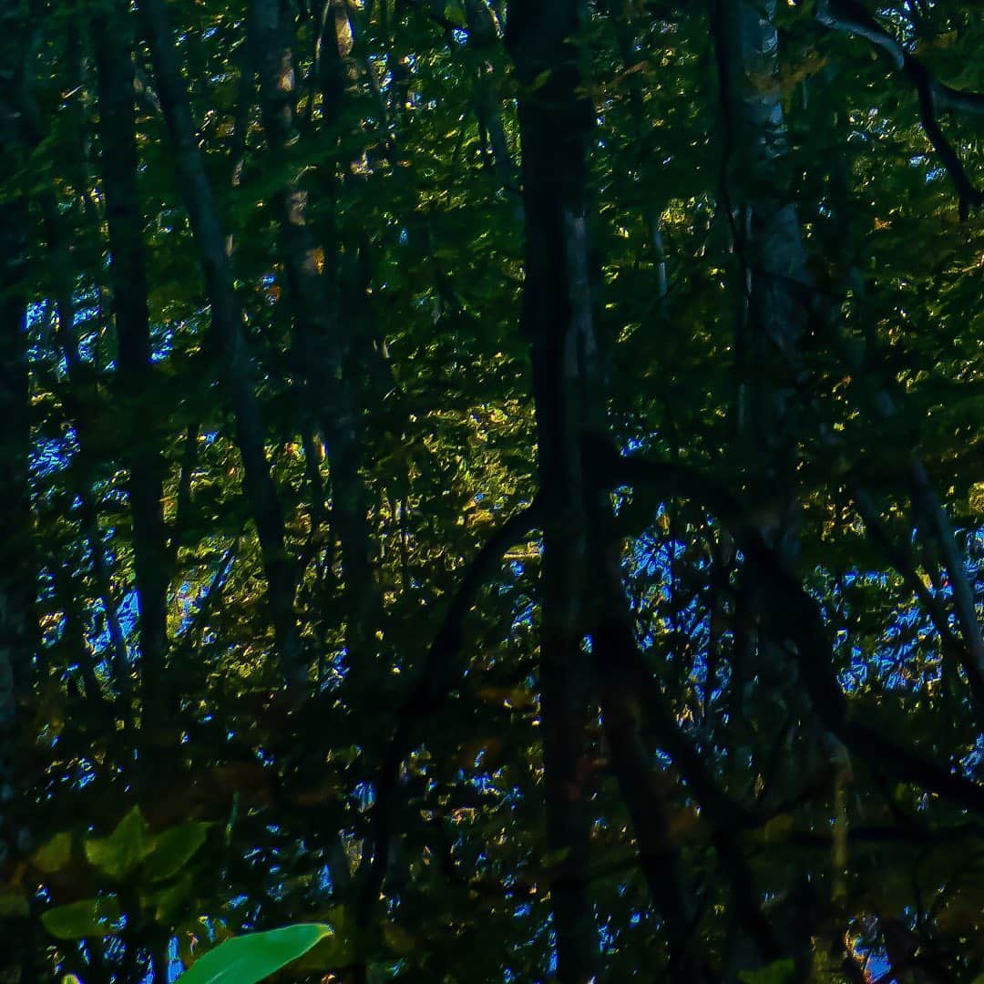 tomohiro koshikaのグルメインスタ