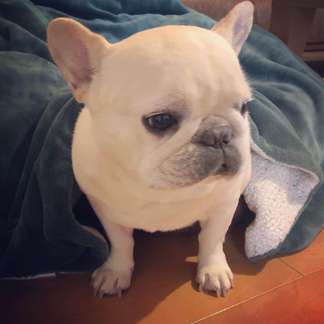 タニム（マーブル母）のインスタグラム：「* お昼寝から起きたマーブル✨ * #お昼寝の時間ではないけれど #寝るのも仕事 #ピンぼけだけど #私のアモーレ🐷❤️」
