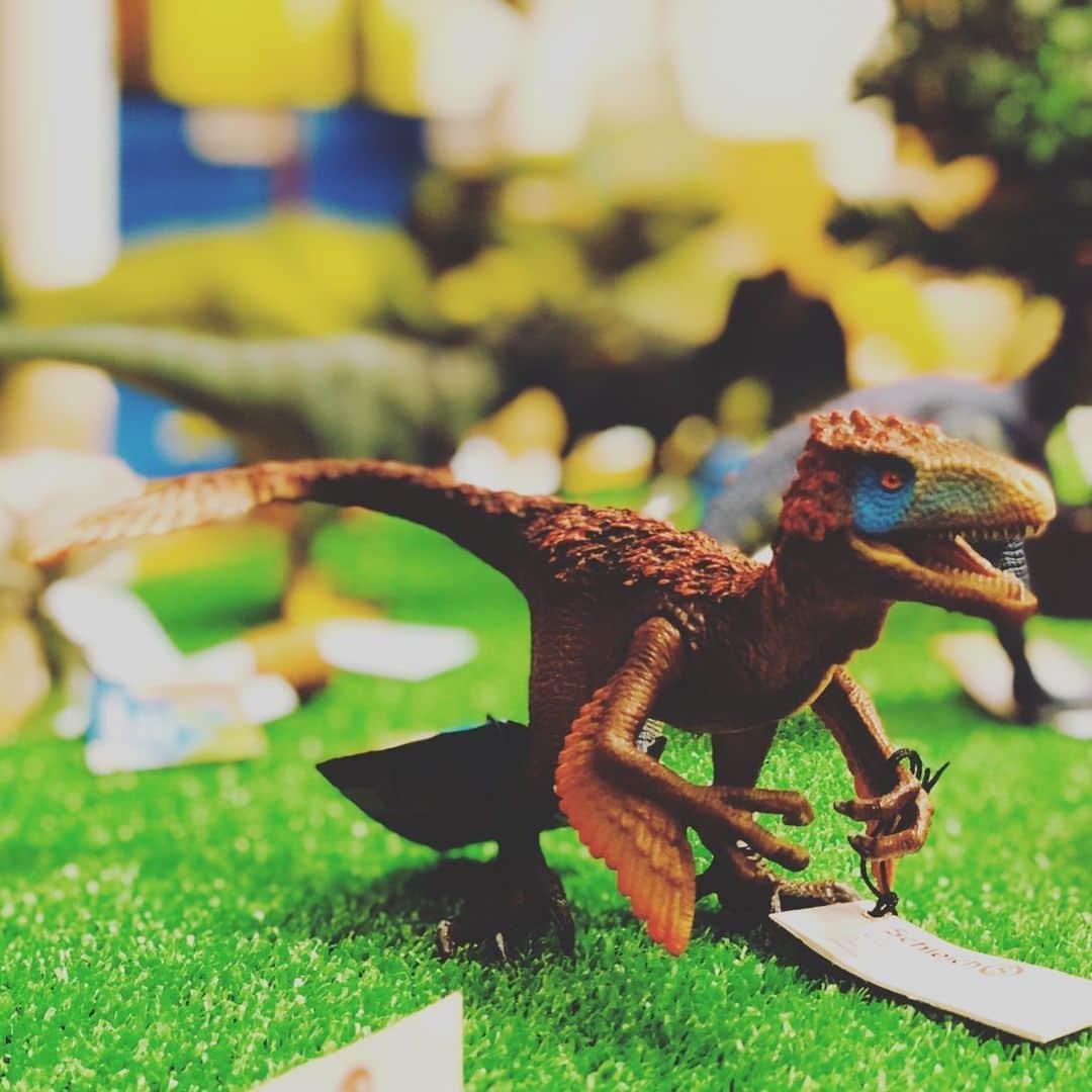 kidzoo+のインスタグラム：「【14582 ユタラプトル】  動きが速くてすばしっこい恐竜ユタラプトルは草食恐竜を捕食する肉食の恐竜です。 イグアノドンのように後脚の長く曲がった爪で獲物をつかんでいたと考えられています。  豆知識  後ろ脚の曲がった爪は20センチ以上もあった。  口を開閉することができ、手も動かせます❗️ 太古の時代にどんな恐竜がいたのかなど、シュライヒのフィギュアでの遊びを通して、子供の想像力や主体性を育みましょう♬♬ ————————————————— 商品の詳細はプロフィールのURLからご覧いただけます！☛ @kidzooplus .  #kids #kidzooplus #シュライヒ #schleich #恐竜 #ダイナソー #ジュラシックワールド #名古屋 #フィギュア #子供 #名東区 #インテリア #プレゼント #ユタラプトル #ジオラマ #太古の時代 #コレクター #知育玩具 #誕生日プレゼント #誕生日 #贈り物」