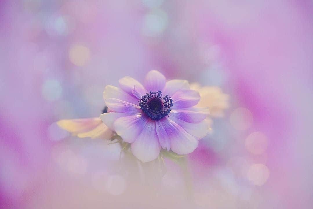 花の写真館のインスタグラム：「Photo by @azumi_ru.⠀ https://instagram.com/azumi_ru/⠀ .⠀ Original Post[投稿頂いたURL]⠀ https://www.instagram.com/p/Bdmlqolj9Gd/⠀ .⠀ 本アカウントは、 #私の花の写真 をつけてInstagramに投稿された皆さまの花の写真や、「花の写真館」Facebookページで投稿された花の写真を紹介します。⠀ 「花の写真館」Facebookページは、「 @floral.photograph 」のプロフィールにあるURLからご覧ください。⠀ .⠀ #花の写真館 #floralphotograph #floralphoto #flower #flowers⠀ Follow: @floral.photograph」