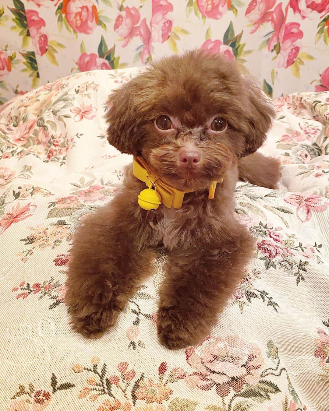 TORICOのインスタグラム：「ぷにゃ初のトリミング🐩  #dog#toypoodle #teacuppoodle #microteacuppoodle #poodle #poodlelove #poodlegram #poodlestagram」