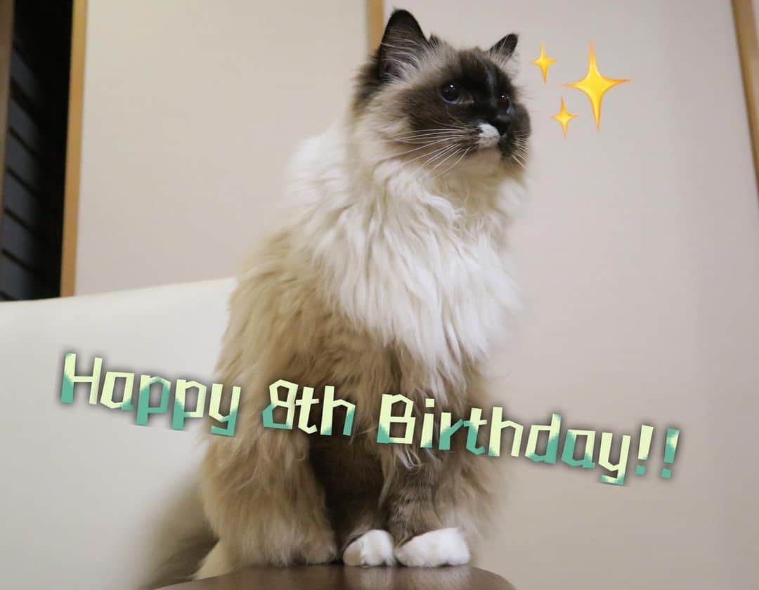 takegaeruのインスタグラム：「ランちゃんマン、8歳の誕生日です🎂 君との暮らしもずいぶん長くなったね これからもよろしくねん😸 #cat #猫 #ragdoll #ラグドール #ホワイトポッチーズ」