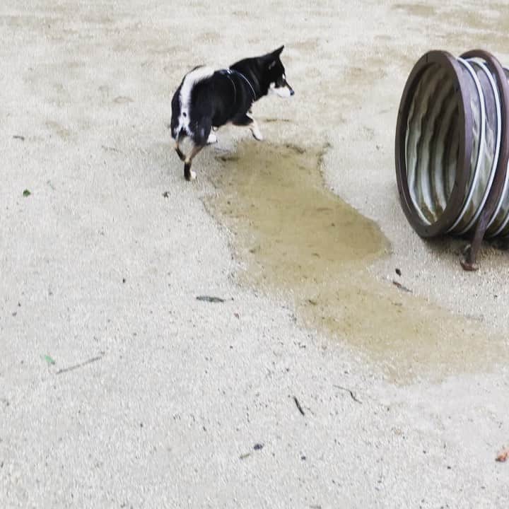 vo_coのインスタグラム：「🐕💨💨💨💨 昨日の寒雨の中、やたらはしゃいでいたこたつさん 雨降って誰もいないドッグランでテンション爆上げ その後も公園ぐるっとルンルンスキップしながら楽しく一周してた 普段のご近所散歩とのテンションの違いが顕著すぎる…😂 * #雨とか水溜りとかあまり気にしない柴犬 #でも雨合羽テンション落ちる #だから寒くても裸族 #飼い主は手が凍えました #shibastagram #instashiba #shiba #shibainu #黒柴 #柴犬」