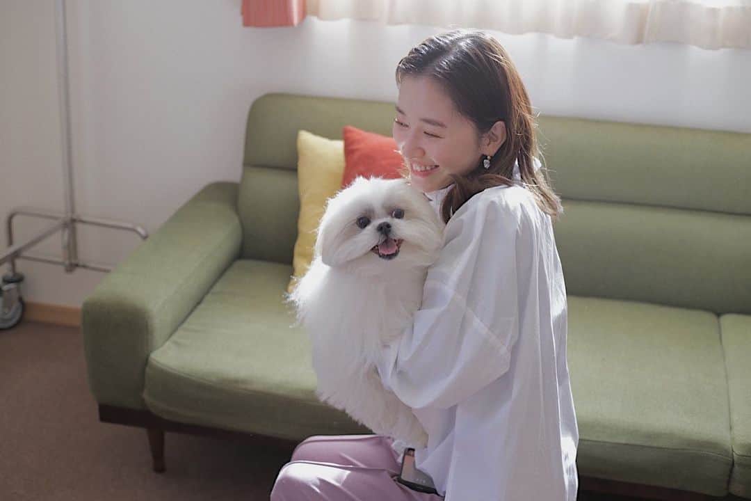 のインスタグラム：「モコゾウ先生は本日も大天使(；；) わたしはモコさまに芋をあげる係でした🍠また超絶可愛いモノを作るのでお楽しみにです…っ！🐶 ㅤㅤㅤㅤㅤㅤㅤㅤㅤㅤ 2枚目はモコさまのサービスおしりショットと見守ってくださったお父さまとお母さま👥♡ 〜・〜・〜・〜・〜・〜・〜・〜・〜・〜 @usuix  #モコゾウ #shihtzu #pomeranian #mix #merryjenny」
