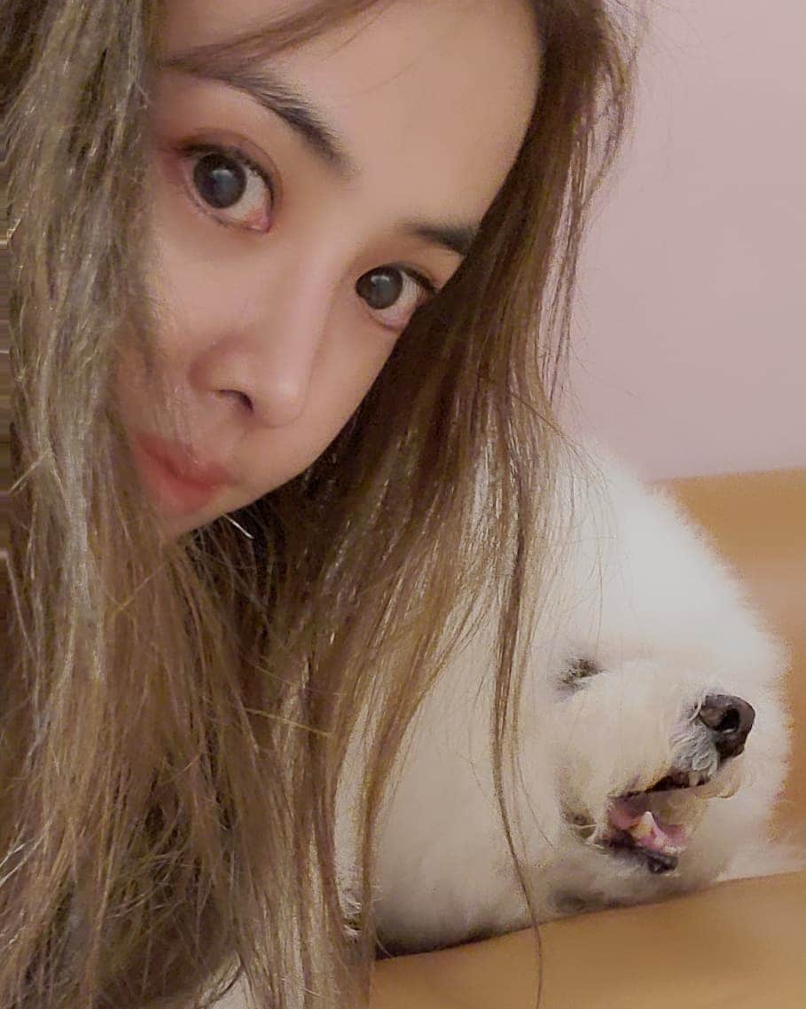 ジョリン・ツァイのインスタグラム：「愛的迫降了 #沙發馬鈴薯們 @bichon_whoohoo」