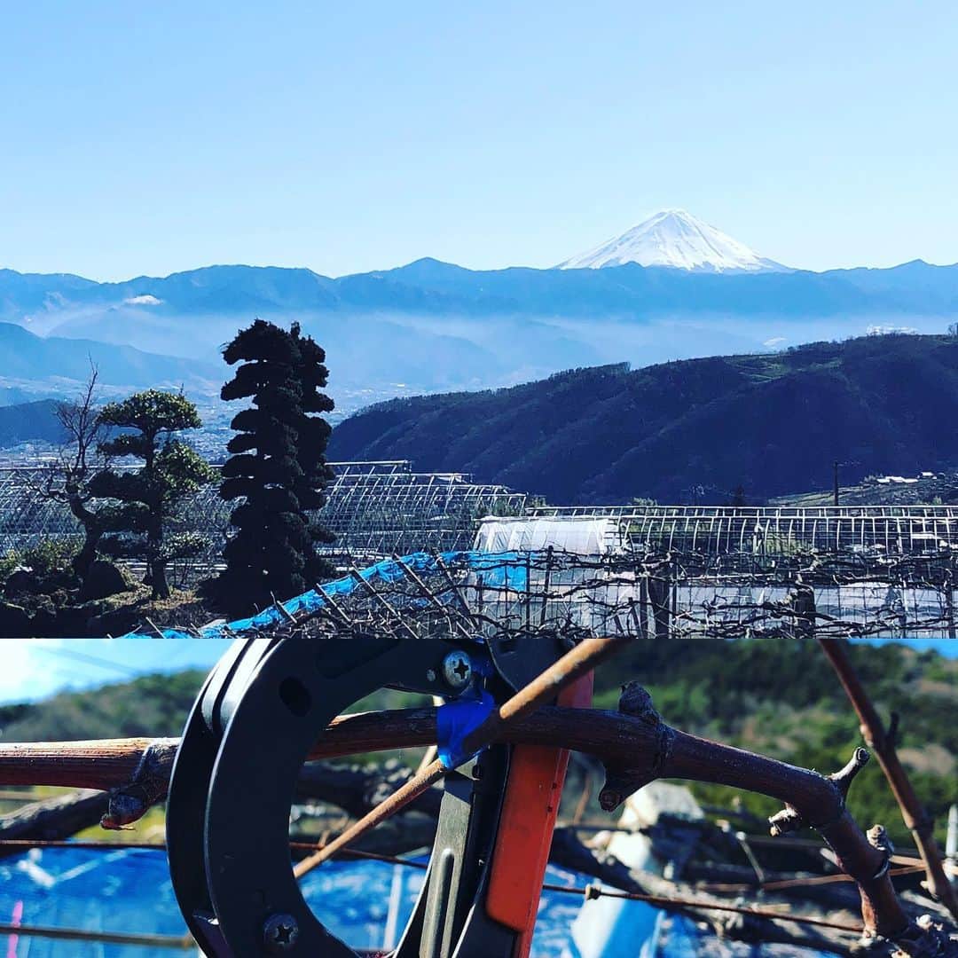 ツチと実のインスタグラム：「ツチと実でございます。  昨日は関東、甲信地方は雪でしたが、 一晩すぎると富士山もよく見えるポカポカ陽気の暖かい一日でした。  1月、暦の上では冬ですが寒かったり、暖かかったりと今年も お天気の変化が激しい年です。 こればっかりは人の手では変えられないので、 天候に合わせてぶどう栽培を行わなければなりませんね。  さて、今は剪定も終わり、残した枝を縛る作業の最中です。 枝の間隔や発芽して新梢が伸びた時をイメージし、考えながら縛っています。 「周りを見ながら、枝を動かし、縛る」言葉では簡単ですが実際にやると難しい。  秋の収穫時にも関係してくるので、今から気を引き締めて頑張ります!  #ツチと実 #ぶどう狩り #ぶどう栽培 #山梨 #勝沼 #ポカポカ陽気 #仕事日和」