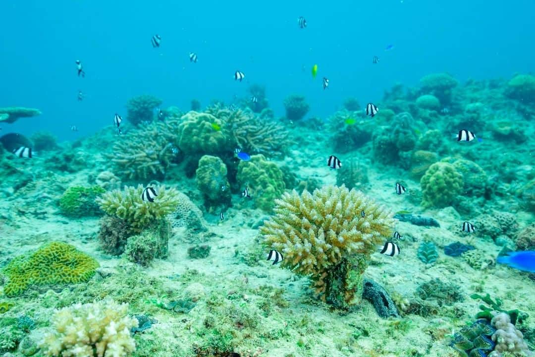 ANA.IC.MANZA.BEACH.RESORTさんのインスタグラム写真 - (ANA.IC.MANZA.BEACH.RESORTInstagram)「沖縄の、美しいサンゴの森を守るために、私たちにもできることがあります。万座のサンゴ保護ツアーで、サンゴを学び、見つめ、育んでみませんか。⠀ .⠀ Join our coral conservation program to save our beautiful coral in Okinawa. Learn about coral, visit the farm and help to seed them.⠀ .⠀ #anaインターコンチネンタル万座ビーチリゾート #ana万座ビーチリゾート　#万座ビーチリゾート #インターコンチネンタル万座ビーチリゾート #インターコンチネンタル万座ビーチ #万座ビーチホテル #沖縄 　#万座ビーチ　#クラブインターコンチネンタル　#クラブインターコンチネンタル万座　＃家族旅行　#国内旅行 　#intercontinentallife #japantravel #anaintercontinentalmanzabeachresort　#anamanzabeachresort #manzabeachresort　#intercontinentalmanzabeachresort 　#intercontinentalmanzabeach #manzabeachhotel #okinawa #manzabeach #japanbeach #okinawajapan　#okinawatrip #okinawa_love #okinawabeach #visitokinawa #familyvacation　#familytrip」1月29日 21時18分 - ana.ic.manza.beach.resort