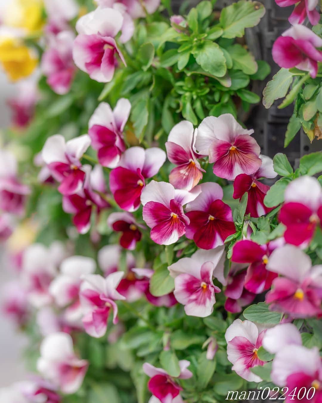 mani022400のグルメインスタ