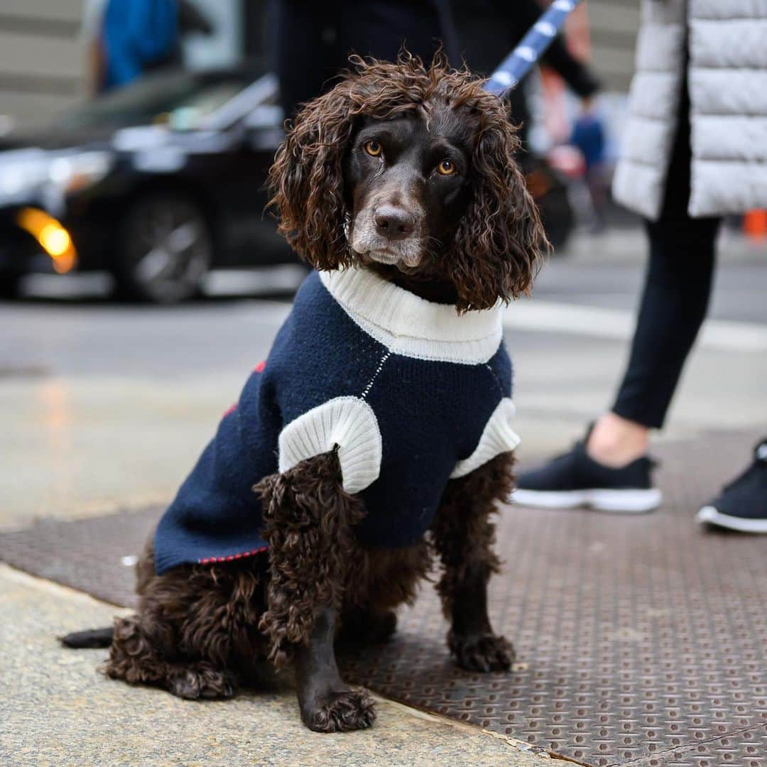 The Dogistさんのインスタグラム写真 - (The DogistInstagram)「Maggie May, Boykin Spaniel (2 y/o), Prince & Broadway, New York, NY • “She eats everything. She once ate my diamond earrings. I got them back...a few days later. She ate a puzzle piece today. That’s gone.”」1月30日 7時14分 - thedogist