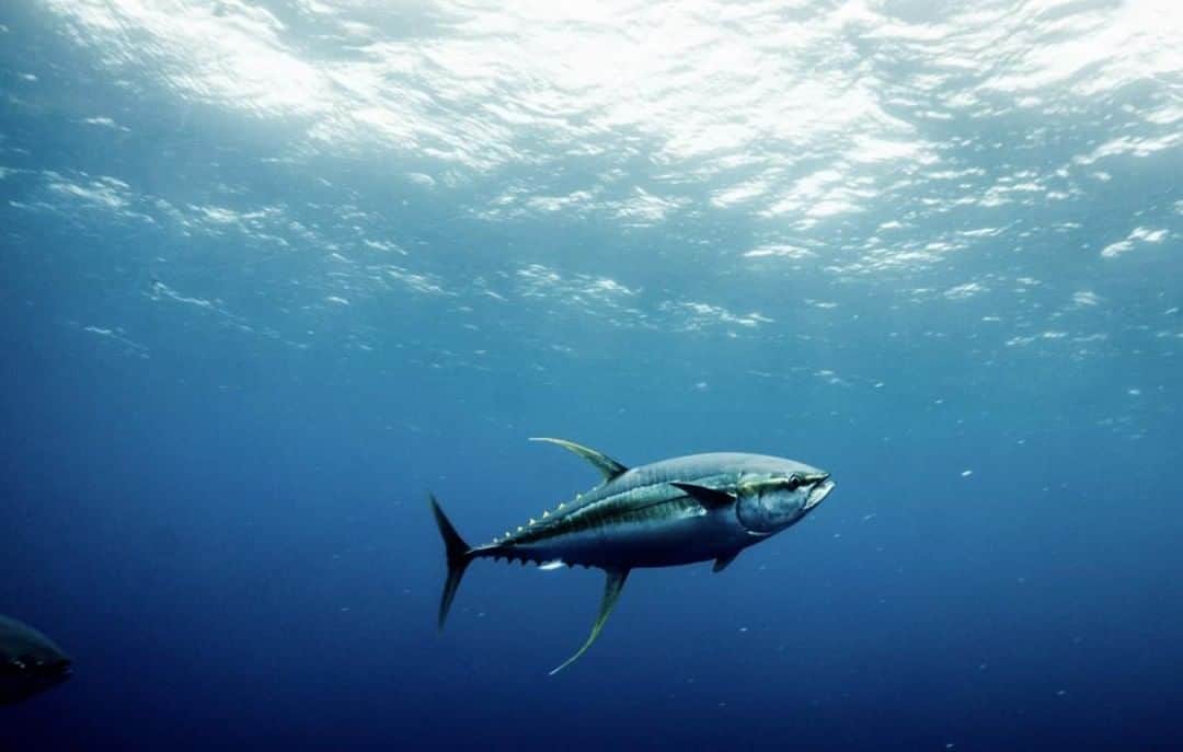Costa Sunglassesのインスタグラム：「Target acquired. 📷: @perrinjames1 #SeeWhatsOutThere #BornOnTheWater」