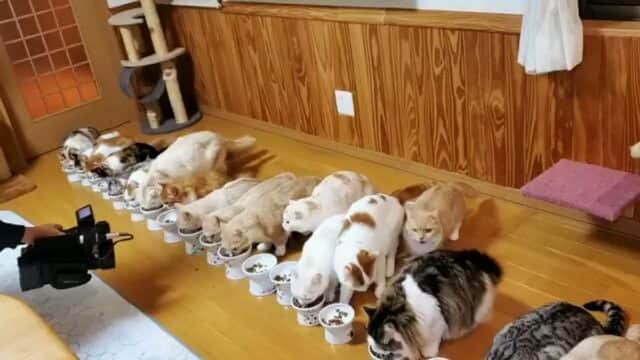 猫壱（ねこいち•ネコイチ）のインスタグラム