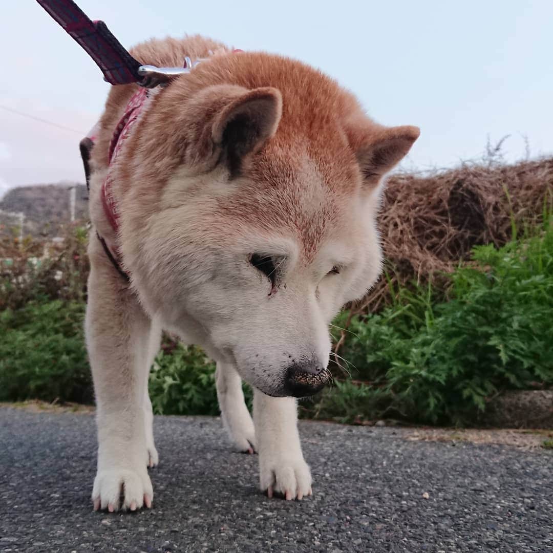 柴子さんのインスタグラム写真 - (柴子Instagram)「おはようございます。 今朝は寒かったので、お散歩さっさと済ませて帰りました(о´∀`о) #柴犬　#shibainu #shibastagram  #秘密結社老犬倶楽部」1月30日 7時52分 - senogawadogs