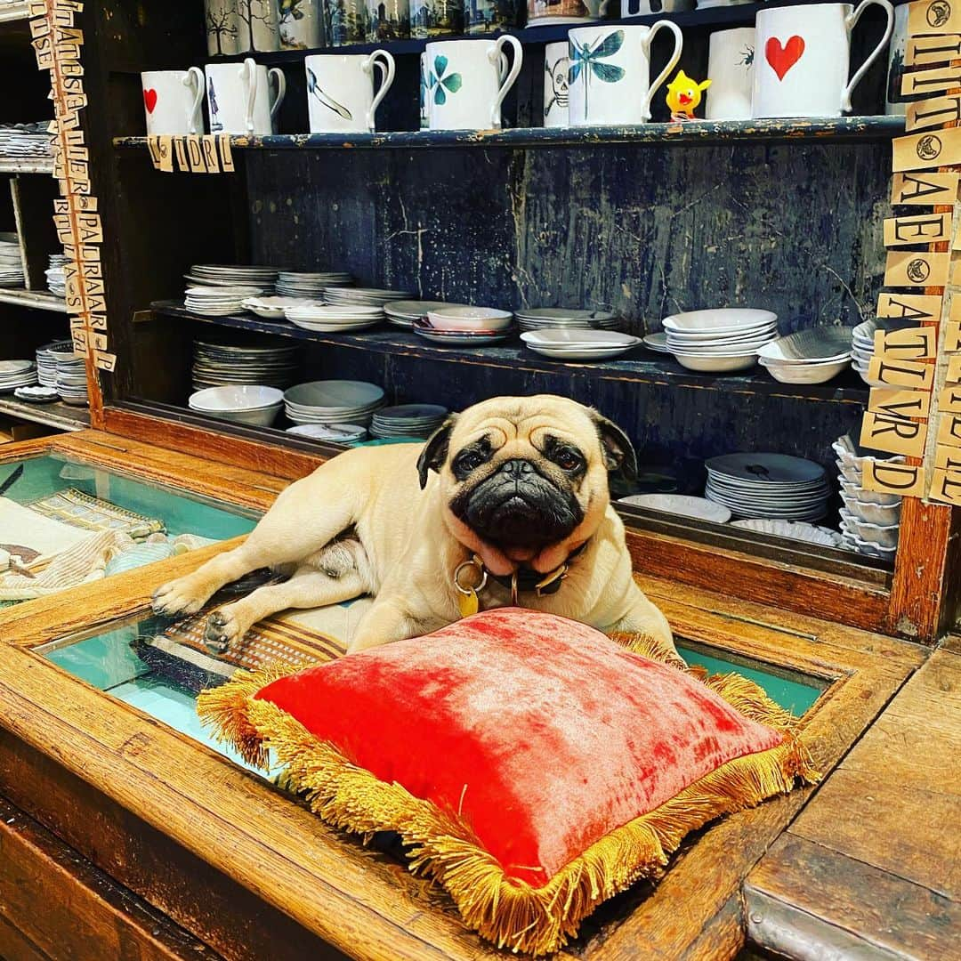 板谷由夏 さんのインスタグラム写真 - (板谷由夏 Instagram)「ASTIER の看板犬　アヴリル 久しぶりにワンコにいちゃいちゃして 犬欲を満たされました、ありがとう。」1月29日 23時28分 - yukaitaya