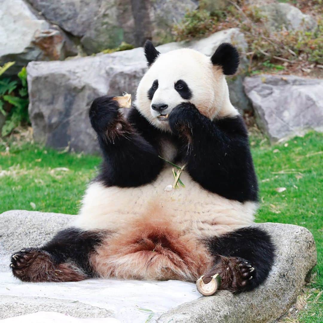 パンダ（白浜）さんのインスタグラム写真 - (パンダ（白浜）Instagram)「look into... ☺️☺️☺️ #ADVENTUREWORLDPANDAS #baby #HELLOLITTLE #pandamental #hellopanda #ハローリトル #ハローパンダ #パンダグラビア and #panda #pandababy 🐼🐼🐼」1月29日 23時28分 - hellopanda_book