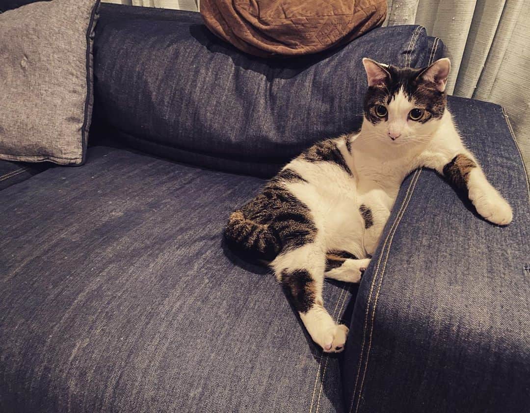 寺崎裕香のインスタグラム：「くつろいでらっしゃる。  #にゃんすたぐらむ🐾」