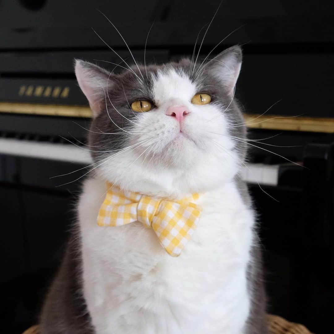 catinberlinさんのインスタグラム写真 - (catinberlinInstagram)「Forget keyboard cat, here comes piano cat. 😆🎼🎹 www.catinberlin.com」1月29日 23時54分 - catinberlin