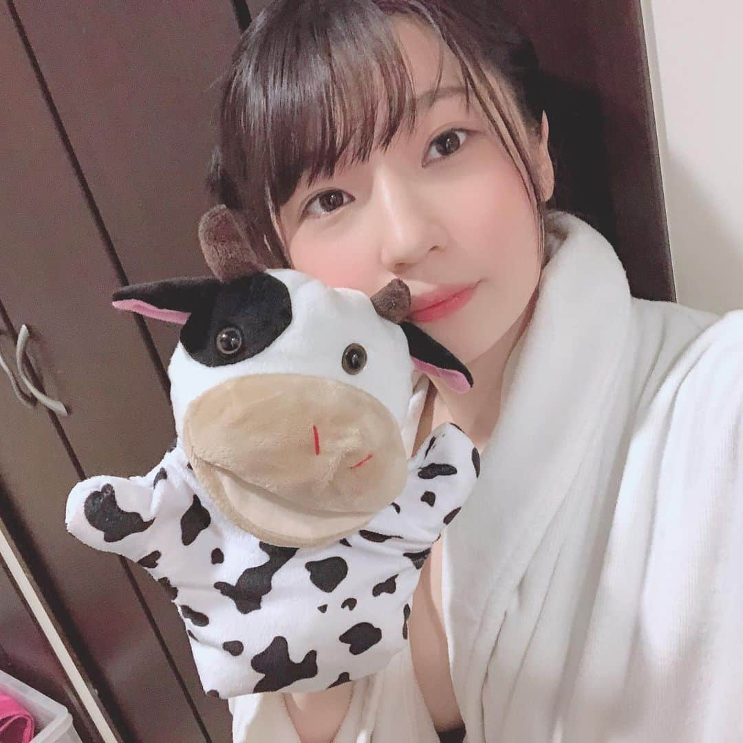 春風ひかるのインスタグラム：「本日の現場にて！ 牛さんと！ 石井かんとくと！」