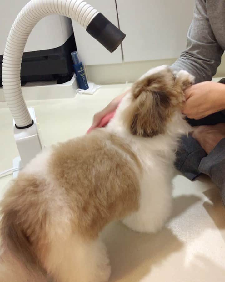 水嶋はちのインスタグラム：「Set my hair! * * ドライ中のボクです！ サラサラヘアに憧れていますが モコモコヘアのボクです！ * *  #はち #HACHI #シーズー大好き部 #ドライしながらブラッシング #モコモコスタイル」