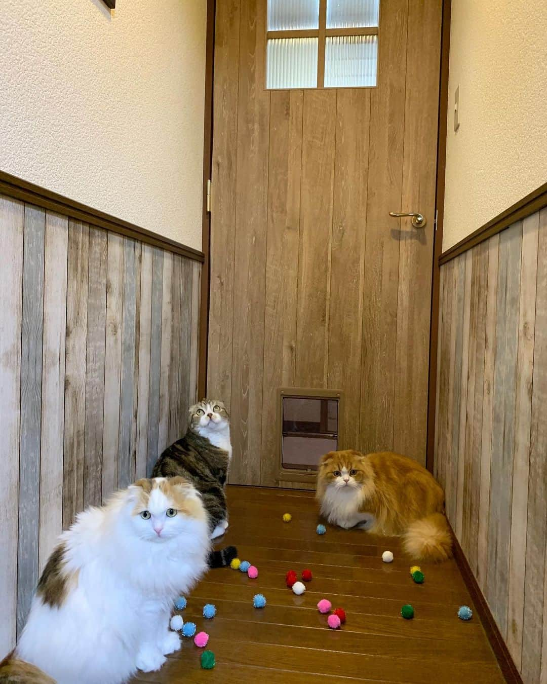 yayoi89さんのインスタグラム写真 - (yayoi89Instagram)「Cat door 🚪 🐈 They cleared it! . 寒さ対策で思い切って導入した猫ドア🚪 ようやく全員通れるようになりました〜👏 今までいつでも通れるように開きっぱなしだった場所にいきなり壁が！🙀って感じなんでしょうね、最初は遠巻きに見てるだけで近寄りもしなくて😥 ボールで遊んだりして慣れてもらおうと頑張ったけど、タラちゃんだけが通れる状態で数日。 諦めて放置状態で閉めてみたら、いつの間にかうずらちゃんもイクラちゃんもクリア〜！😭 今では楽しいのか追いかけっこに使うのでパタパタうるさいです🐈🐈🐈💨 無駄にならなくて本当によかったです😂 . #ペットくぐーる #ペットリハウス #scottishfold #cats #instacat #peco #catloversclub #catlife #猫とインテリア#永大産業ドア」1月30日 0時37分 - yayoi89