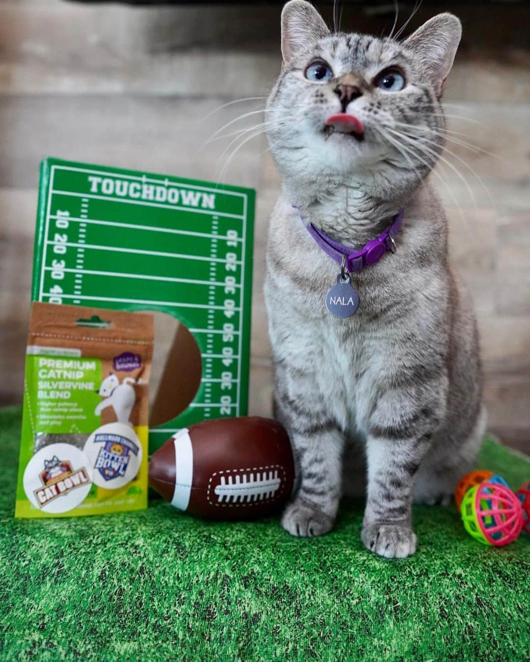 nala_catさんのインスタグラム写真 - (nala_catInstagram)「Will you be watching the cutest, most fuzzy football game with me this weekend? @HallmarkChannel knows how to make me purr! The big game features adoptable cats and kittens! Tune in to the Cat Bowl ‪on Saturday, February 1st at 11pm‬/10c and Kitten Bowl VII ‪on Sunday February 2nd at 2pm‬/1c 🐾 Thank you to Adoption Ever After for your effort towards ending pet homelessness! #KittenBowl #CatBowl #ad」1月30日 1時06分 - nala_cat