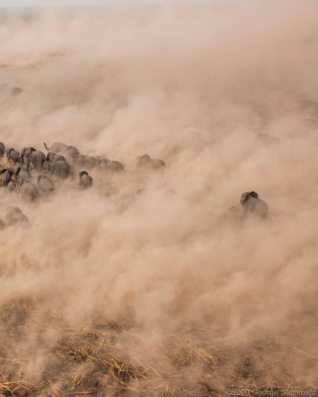 ナショナルジオグラフィックさんのインスタグラム写真 - (ナショナルジオグラフィックInstagram)「Photo by George Steinmetz @geosteinmetz | Several hundred elephants thunder across a burned-out section of the Sudd swamp, South Sudan. Although most of Sudan’s great elephant herds were wiped out during the decades of civil war, large numbers still persist in the vast, roadless areas of the Sudd. I was lucky to have a few hours of helicopter time over this remote area, as part of a census and radio collar operation  conducted by @thewcs in 2010. With no new roads or development in the area, they should still be out there. To explore more of our world from above, follow @geosteinmetz.」1月30日 1時29分 - natgeo