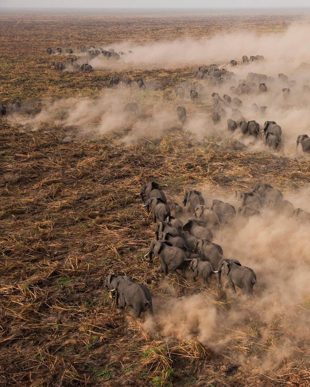 ナショナルジオグラフィックさんのインスタグラム写真 - (ナショナルジオグラフィックInstagram)「Photo by George Steinmetz @geosteinmetz | Several hundred elephants thunder across a burned-out section of the Sudd swamp, South Sudan. Although most of Sudan’s great elephant herds were wiped out during the decades of civil war, large numbers still persist in the vast, roadless areas of the Sudd. I was lucky to have a few hours of helicopter time over this remote area, as part of a census and radio collar operation  conducted by @thewcs in 2010. With no new roads or development in the area, they should still be out there. To explore more of our world from above, follow @geosteinmetz.」1月30日 1時29分 - natgeo