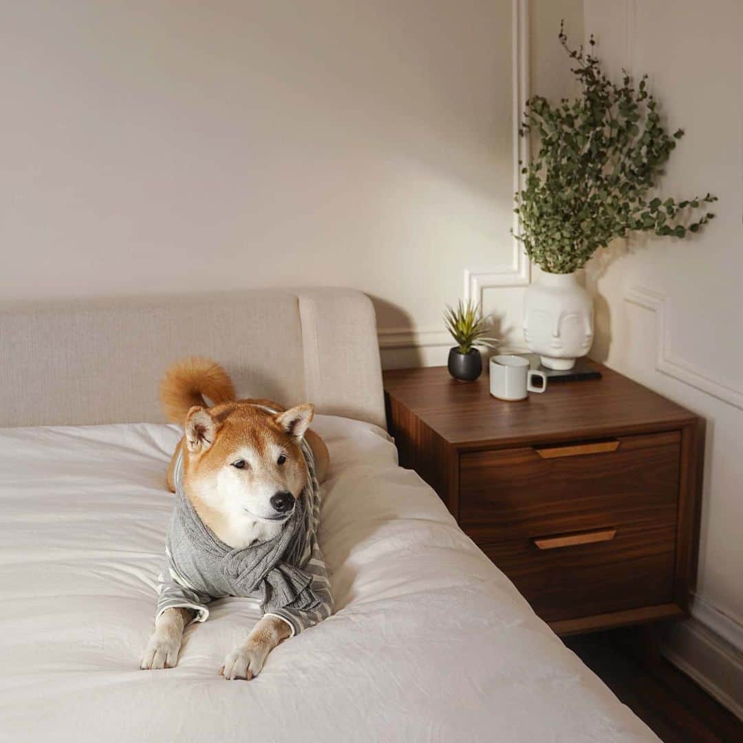 Menswear Dogのインスタグラム：「Soaking up the Golden Hour ✨  @roveconcepts #ad #myrove #HarperBed #AsherNightstand」