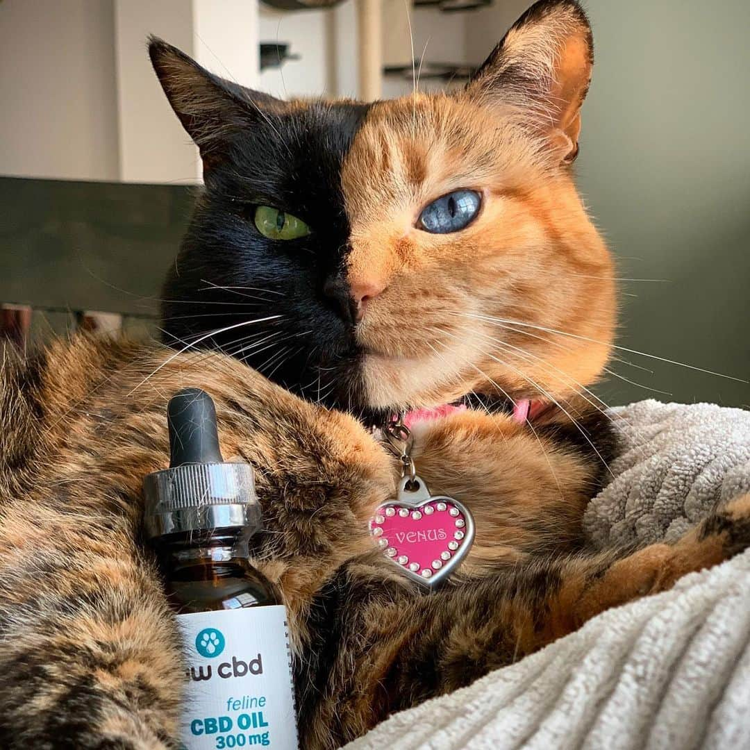 Venus Cat さんのインスタグラム写真 - (Venus Cat Instagram)「One of our top resolutions for 2020 is to focus on wellness. 😺 We feel CBD oil from @pawcbd plays an important role in helping us achieve that goal in various ways.  If being happier & healthier is one of your goals this year, check out my bio link to see all the great CBD products from @pawcbd (humans too)! Use coupon code VENUS for 20% off your first order! 😺 #sponsored #pawcbd #cbdoil @cbdmd.usa #newyear #resolutions #2020」1月30日 1時54分 - venustwofacecat