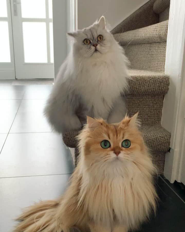Smoothieのインスタグラム：「Synchronized floofs.」