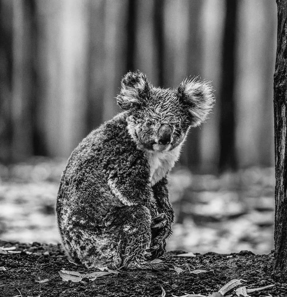 シンディ・クロフォードさんのインスタグラム写真 - (シンディ・クロフォードInstagram)「Over the last 10 days, my friend photographer @davidyarrow has been in Australia documenting the devastating bush fires that have destroyed communities and wildlife. The fires have killed and displaced an estimated billion of Australia’s most unique animals, including koalas. Today, David is launching the #KoalaComeback Campaign with @wild.ark to raise $2 million to support recovery efforts in Australia. 50% of the proceeds will be directed to Earth Alliance’s Australia Wildfire Fund — and the remaining donations will support local organizations working on wildlife rehabilitation and habitat restoration. To make a contribution, buy a print, or just learn more about the cause...go to the link in my bio 🐨🙏🏼」1月30日 2時04分 - cindycrawford
