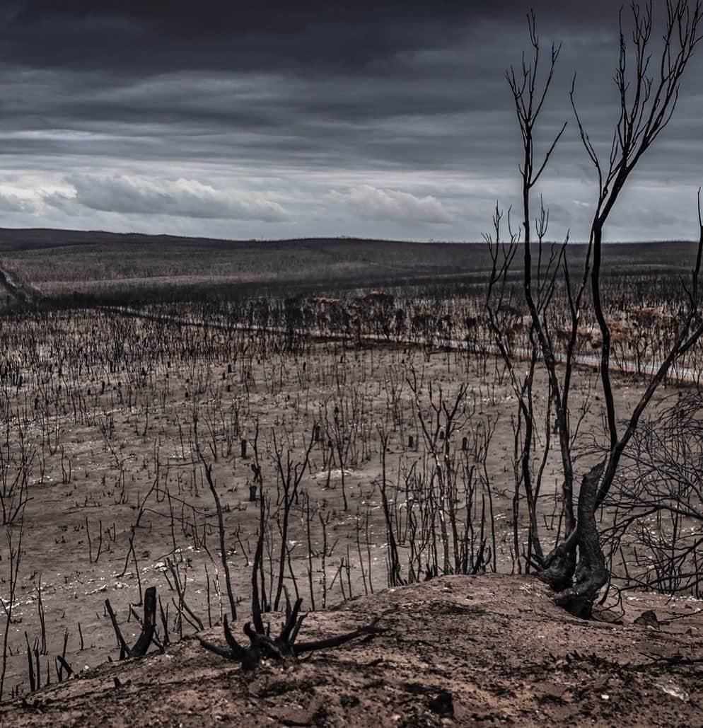 シンディ・クロフォードさんのインスタグラム写真 - (シンディ・クロフォードInstagram)「Over the last 10 days, my friend photographer @davidyarrow has been in Australia documenting the devastating bush fires that have destroyed communities and wildlife. The fires have killed and displaced an estimated billion of Australia’s most unique animals, including koalas. Today, David is launching the #KoalaComeback Campaign with @wild.ark to raise $2 million to support recovery efforts in Australia. 50% of the proceeds will be directed to Earth Alliance’s Australia Wildfire Fund — and the remaining donations will support local organizations working on wildlife rehabilitation and habitat restoration. To make a contribution, buy a print, or just learn more about the cause...go to the link in my bio 🐨🙏🏼」1月30日 2時04分 - cindycrawford