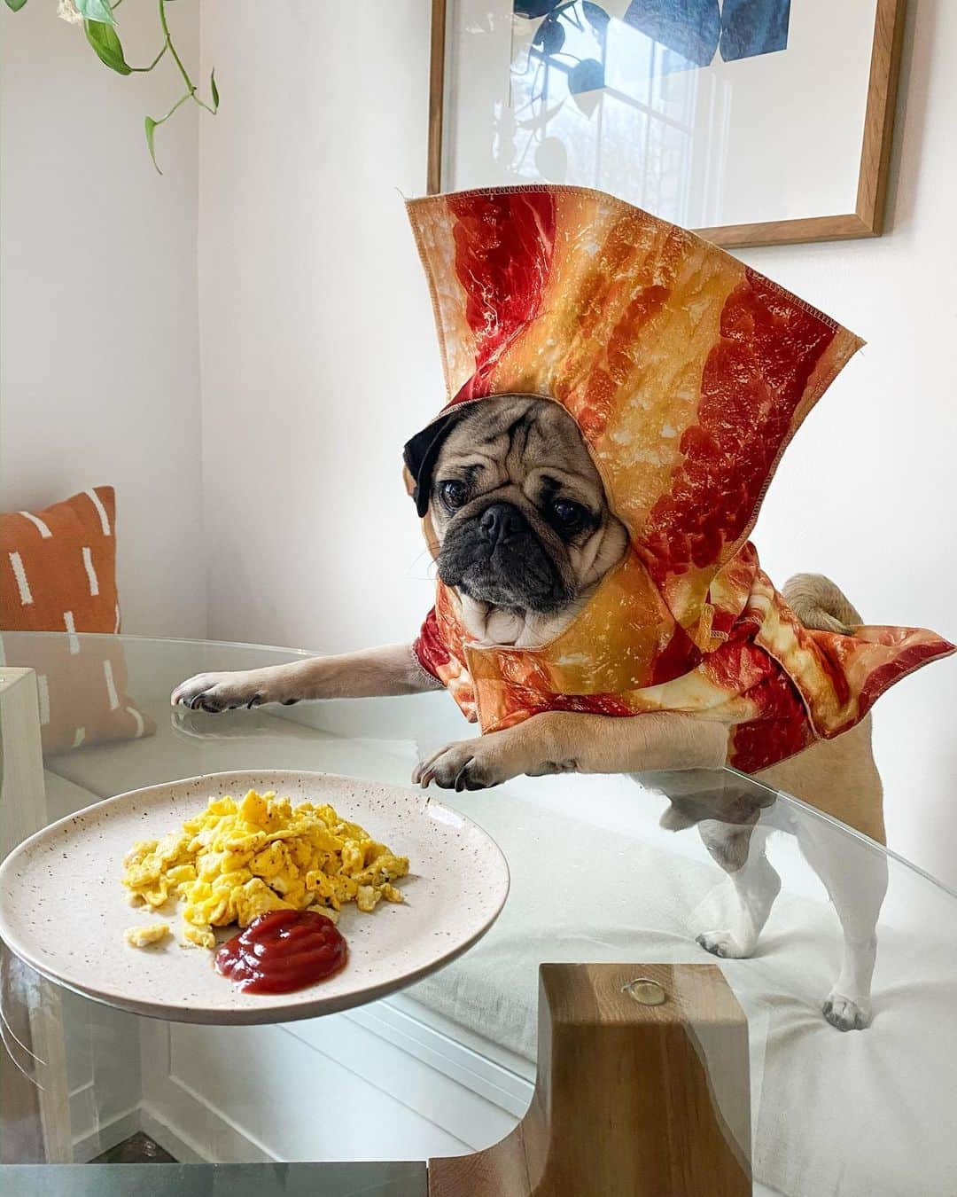 itsdougthepugさんのインスタグラム写真 - (itsdougthepugInstagram)「All day long I dream about bae 🥓🍳‬」1月30日 2時28分 - itsdougthepug