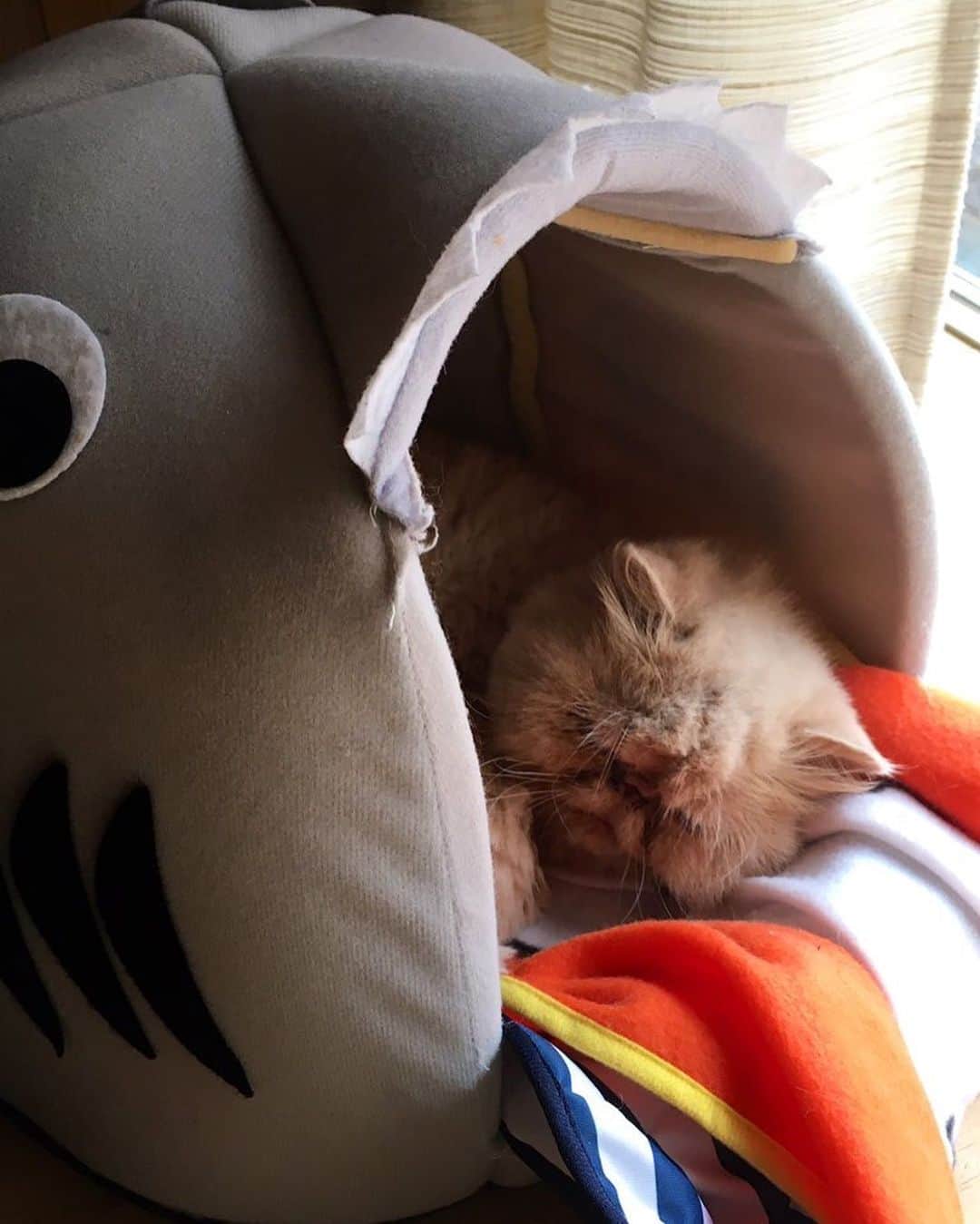 福山理子さんのインスタグラム写真 - (福山理子Instagram)「もちこ #保護猫 #ぶさかわ猫 #cat」1月30日 2時41分 - rikofukuyama