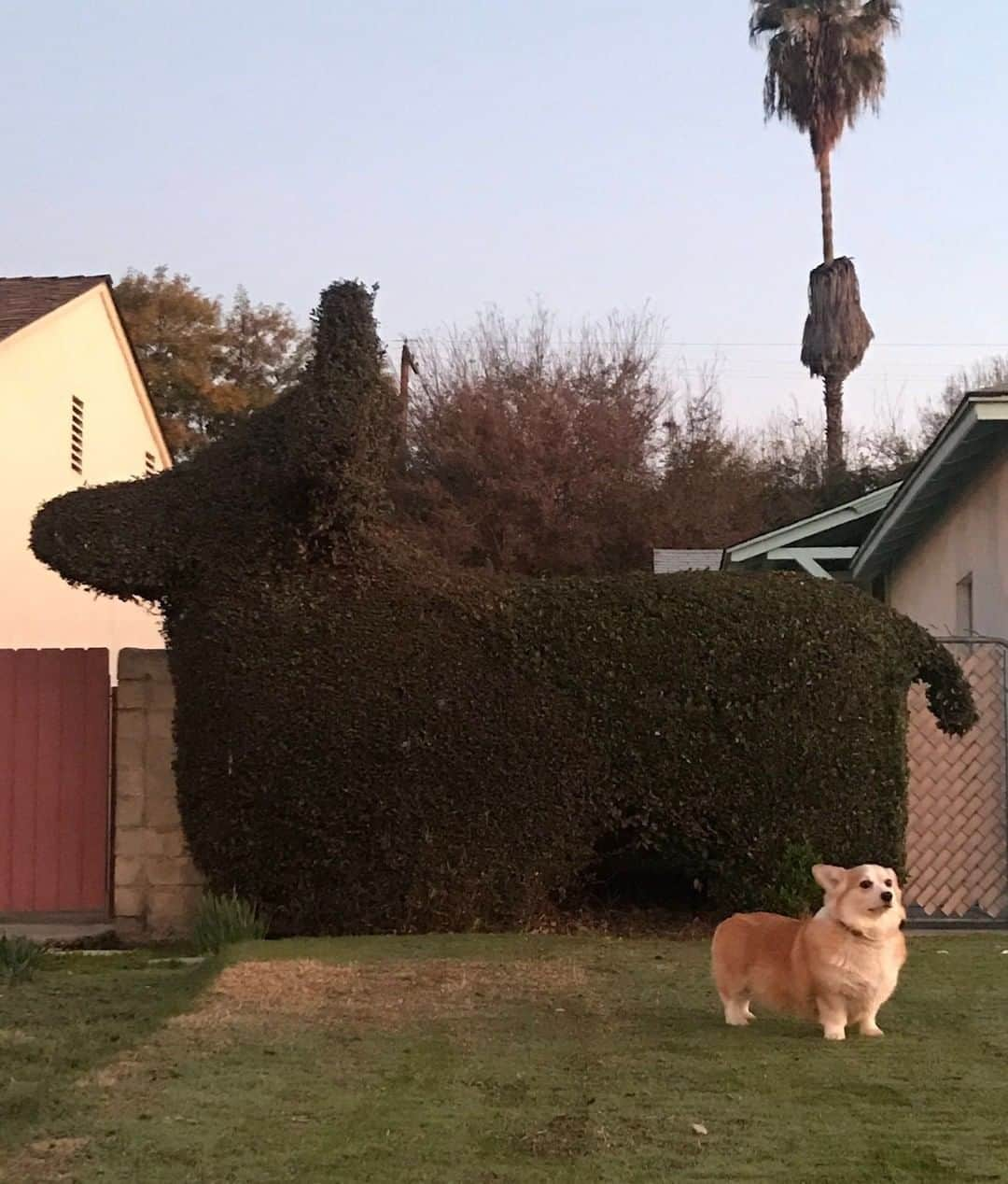 9GAGさんのインスタグラム写真 - (9GAGInstagram)「When the neighbor is a fan of yours⠀ 📸 @lelunaberry⠀ -⠀ #corgi #topiary #9gag」1月30日 4時00分 - 9gag