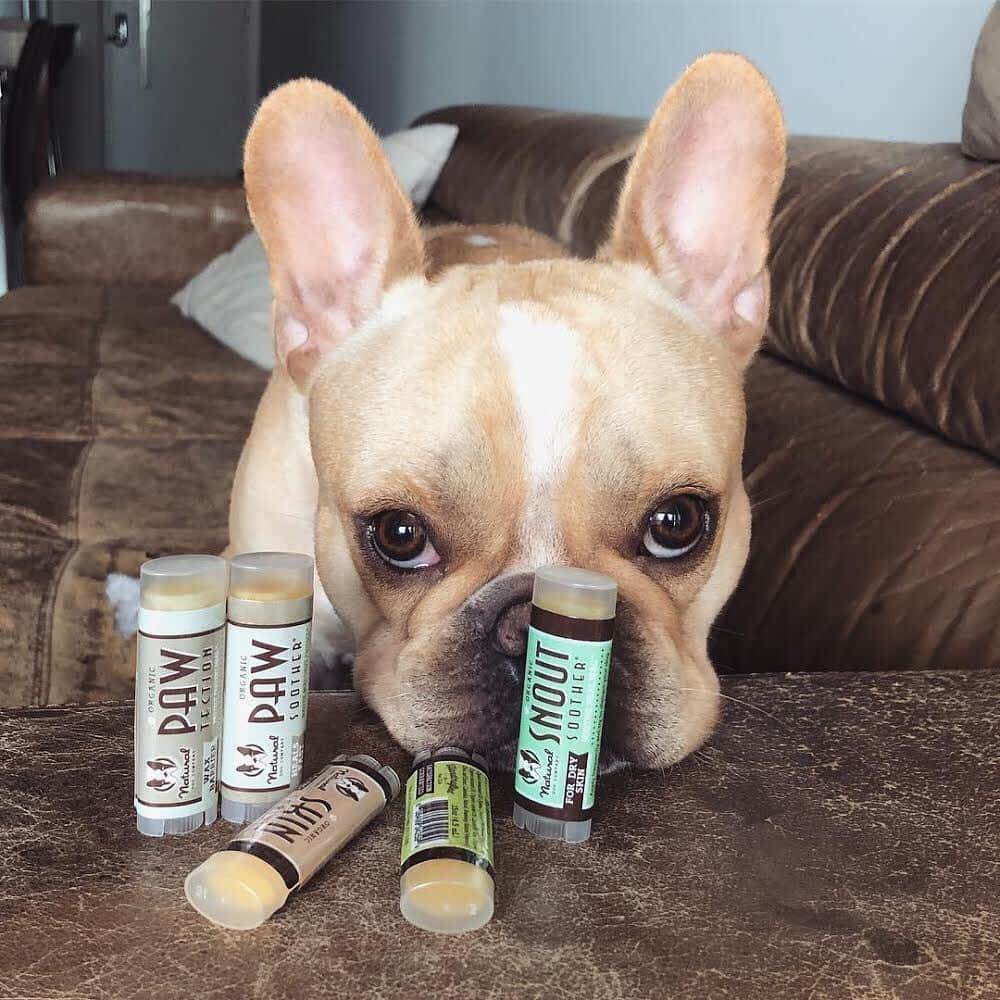 Regeneratti&Oliveira Kennelさんのインスタグラム写真 - (Regeneratti&Oliveira KennelInstagram)「Been meaning to try @naturaldogcompany products but don’t want to commit? They have these perfect little travel sizes for all their products so you can sample them all AND take them with you wherever you go. At around $5 each (and even less when you get the set) you really can’t go wrong 😉 . ⭐ Save 20% off @naturaldogcompany with code JMARCOZ at NaturalDog.com | worldwide shipping | ad 📷: @jonsnow_french . . . . . #naturaldogcompany #frenchbulldog #frenchie #bulldoguefrances #bulldog #bullies」1月30日 4時58分 - jmarcoz