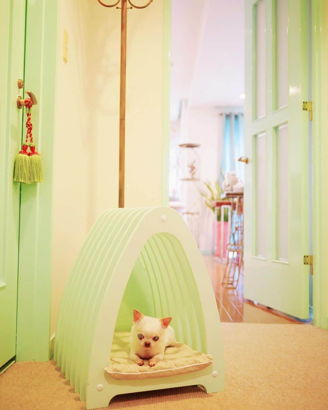 Dog's Life PANNAさんのインスタグラム写真 - (Dog's Life PANNAInstagram)「我が家の内装に合わせとっても素敵なドッグハウスを造っていただきました🐕💓@chulo_dog_house PANNAでもオーダーいただけます✨ お写真がライムっぽくなってしまいました🙈 実際の色は見にきてね🥰 #ミントカラー #ドッグハウス #低反発マット  #山田おにぎり #パンナ  #panna #chulodoghouse」1月30日 6時22分 - panna0313