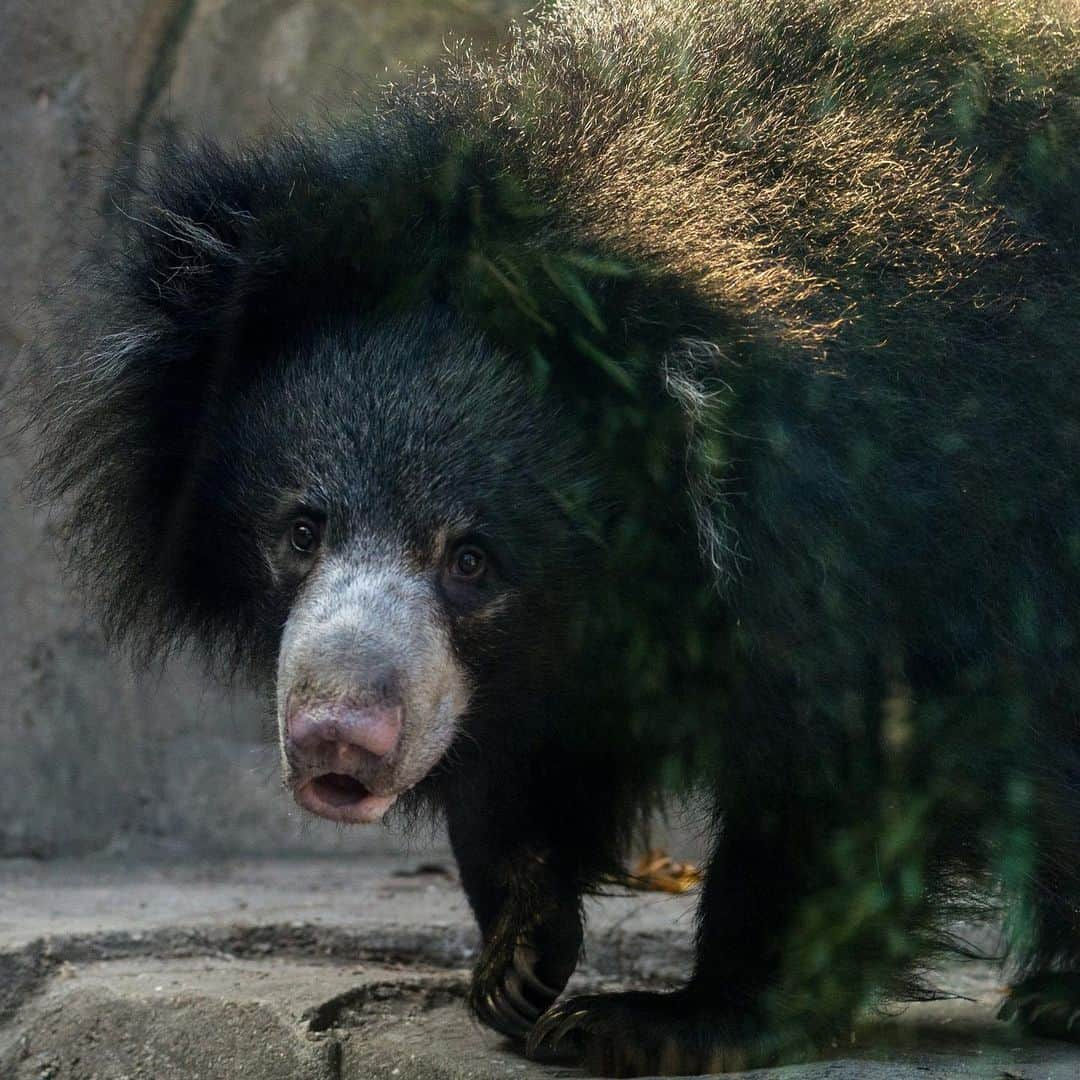 スミソニアン国立動物園さんのインスタグラム写真 - (スミソニアン国立動物園Instagram)「🐻❓ How smart are sloth bears? Given the choice between mealworms 🐛 and melons 🍈, the Zoo’s sloth bears, Remi and Niko, will almost always choose the former, even when their diet is presented to them in the form of a photo! 📸  Asia Trail keepers are the first to confirm that sloth bears can recognize 2D images as representations of 3D objects, a discovery that can enable institutions that exhibit and breed this species to better manage and enrich the lives of individual animals in their care. The findings of this study were published Jan. 26 in the journal Animal Cognition. 🧠 LEARN MORE:  https://s.si.edu/315CUwZ. (Link in bio.)」1月30日 6時38分 - smithsonianzoo