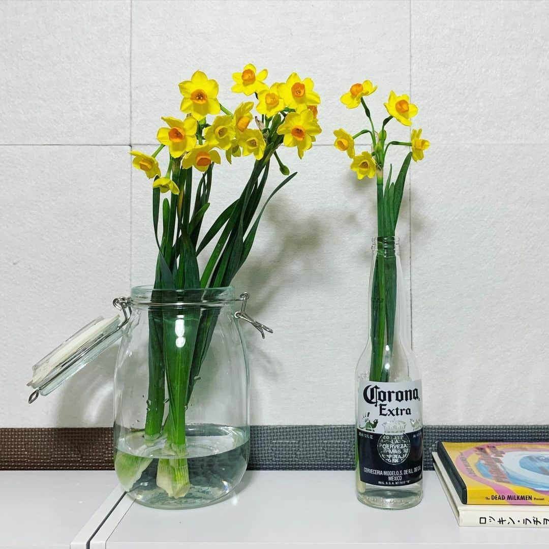 Helmet&Underground RIKOさんのインスタグラム写真 - (Helmet&Underground RIKOInstagram)「daffodils🎺😊」1月30日 17時31分 - rikohelmet