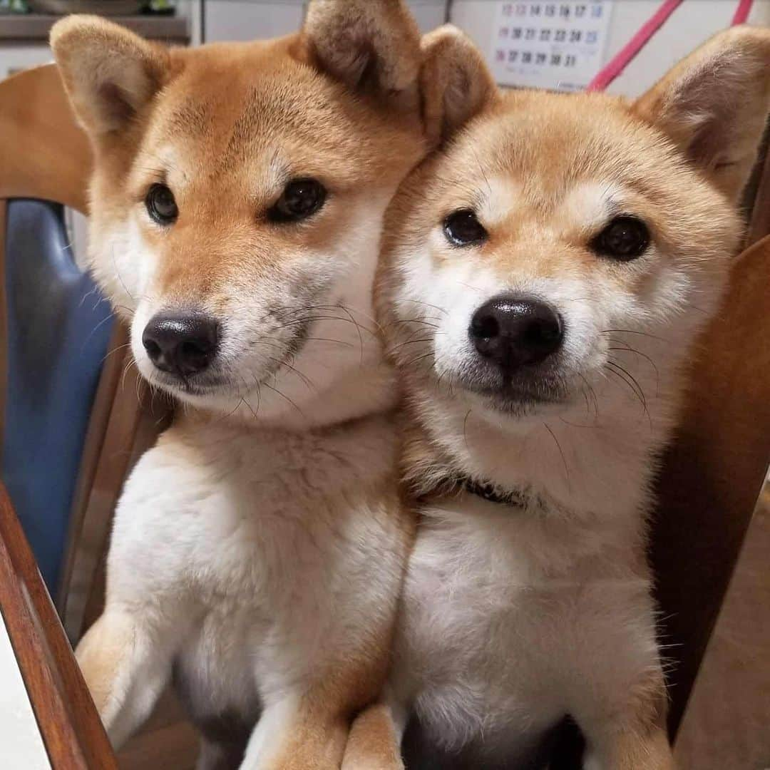 柴犬たま Shibainu Tamaのインスタグラム