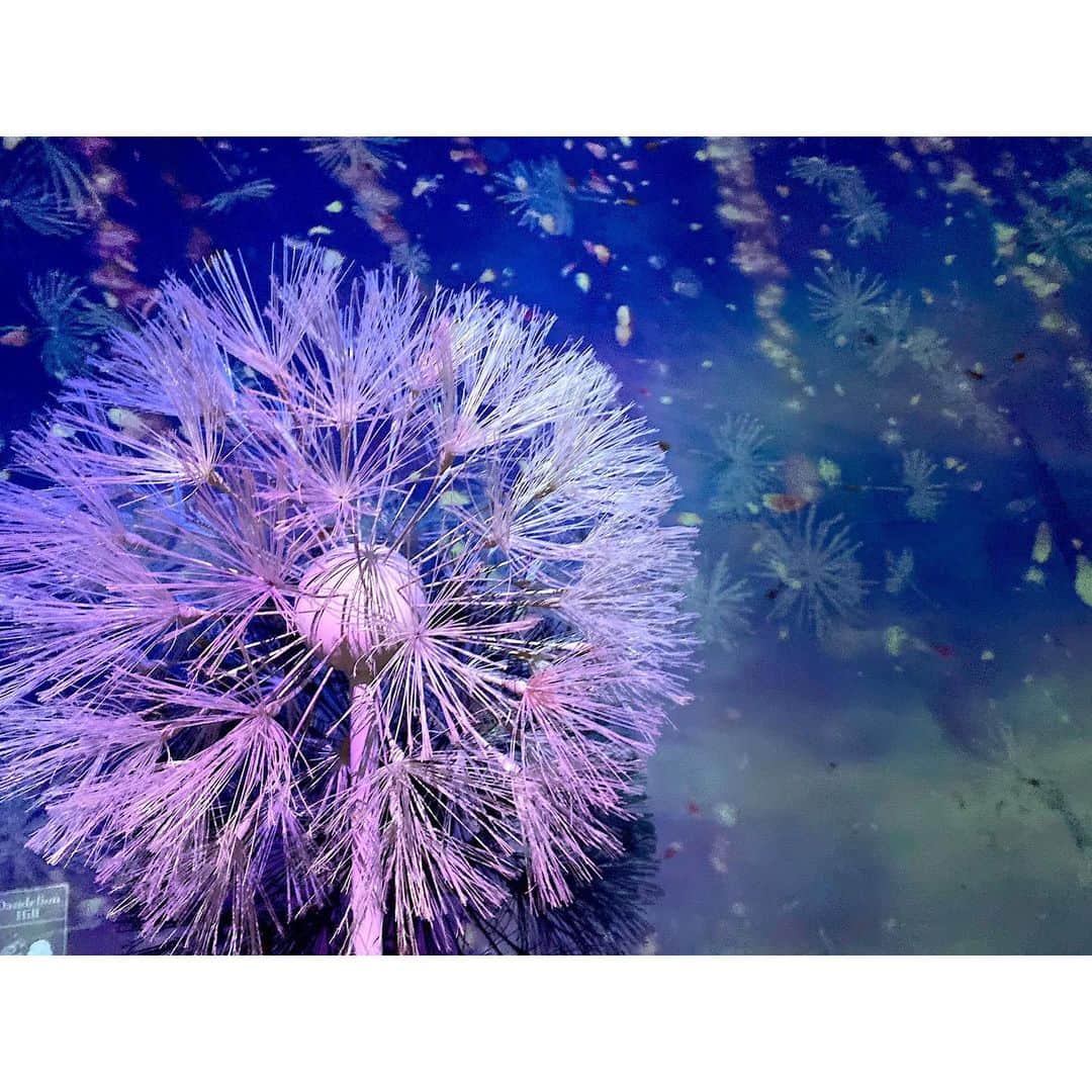 渡辺知夏子さんのインスタグラム写真 - (渡辺知夏子Instagram)「🌸FLOWERS BY NAKED 2020🌸桜🌸 . COREDO室町1 . 日本橋三井ホール . . 1.30thu〜3.1sun . . . 人間感知で絵が動いたり、息を吹きかけると香りがしたり。 ドリンクを置くとお花が咲くテーブル🌼 桜の花びらやシャボン玉も舞ってます🌸 おみくじとかアイス屋さんもあったよ✨ 私飲んだのはレモネード🌸お酒もありました！ 綺麗だし良い香りで癒された🤤 . #flowersbynaked #flowersbynaked2020 #桜　#桜を見る会 #コレド室町 #日本橋三井ホール　 #お花見 #フラワーズバイネイキッド #デジタルアート　#お花見デート」1月30日 16時48分 - chikako_724