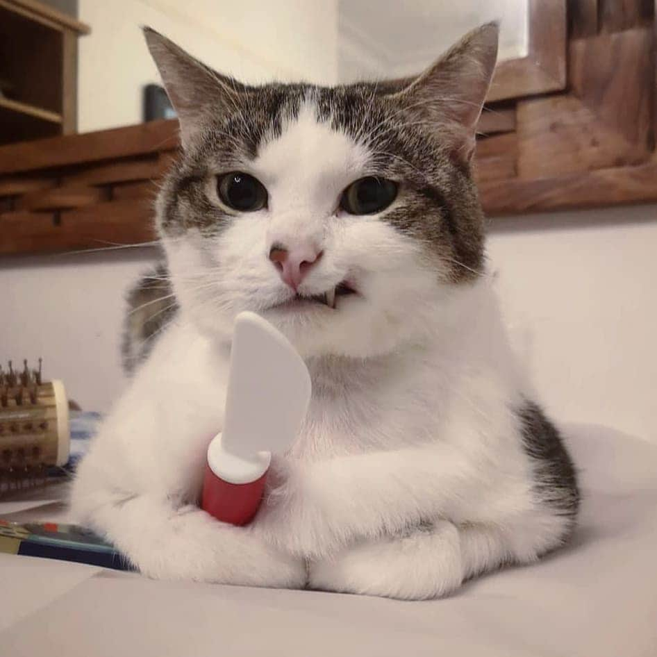 Pleasant Catsさんのインスタグラム写真 - (Pleasant CatsInstagram)「Do you want to know how I got these scars?  Marley had a cancerous tumour in his cheek that he got removed in February 2018. It was a rare cancer that the vet hadn't ever seen before so we don't know much about the survival rate but Marley is going strong and is living a very happy life at present! 📷 @snarlomarlo #pleasantcats」1月30日 17時02分 - pleasantcats