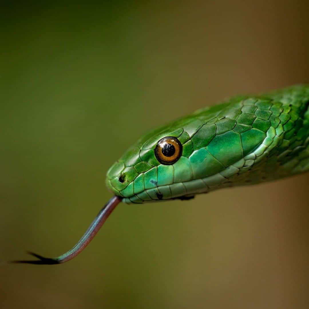 ナショナルジオグラフィックさんのインスタグラム写真 - (ナショナルジオグラフィックInstagram)「Photo by Trevor Frost @tbfrost | Philodryas viridissima, more commonly known as the emerald palm snake, is likely the rarest snake I've photographed in the Amazon. Like many species of the colubrid snake, the emerald palm flattens its head when threatened in order to mimic a viper. Though it does not have true fangs like a viper, this species—and others in the genus—are known for causing serious bites, as their venom is potent. To see more photos of snakes from the Amazon, I'm @tbfrost.」1月30日 8時36分 - natgeo