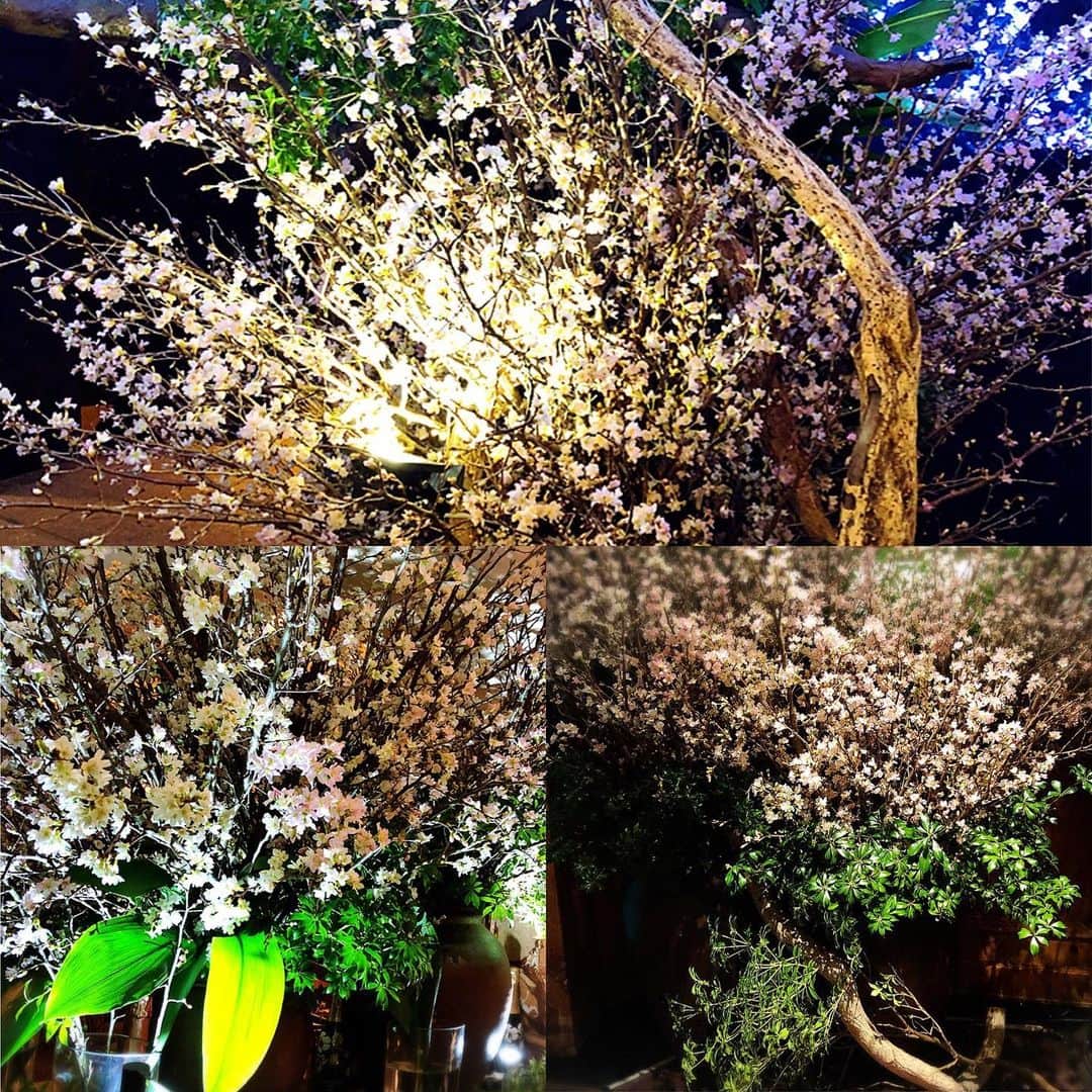 宮内 孝之 花飾人 花の妖精さんのインスタグラム写真 - (宮内 孝之 花飾人 花の妖精Instagram)「【桜のお花🌸空間装飾】 一足早い春😊 花びらが舞い散る😊 可憐な姿を堪能してくださいね😊 お花達は元気を運びます。  今日から横浜東京  神様が与えた人々の癒しは花と音楽♪  宮内孝之公式サイト https://takayukimiyauchi.com/  #宮内孝之 #テレビ番組 #花空間装飾 #フラワーパフォーマー #華道家 #花飾人 #花風水 #花演出家 #桜 #大阪花屋」1月30日 8時52分 - miyauchi_takayuki_flowers