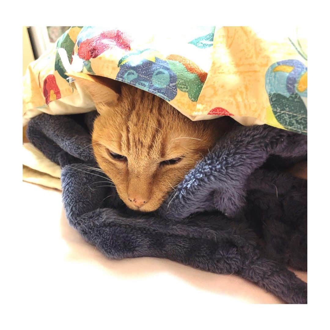 理絵さんのインスタグラム写真 - (理絵Instagram)「😽💕 .  #ilovecat #cat #gatto #고양이 #猫 #ねこ #茶とら #茶トラ #茶トラ女子部 #tokyo #japan」1月30日 8時59分 - ____rie____