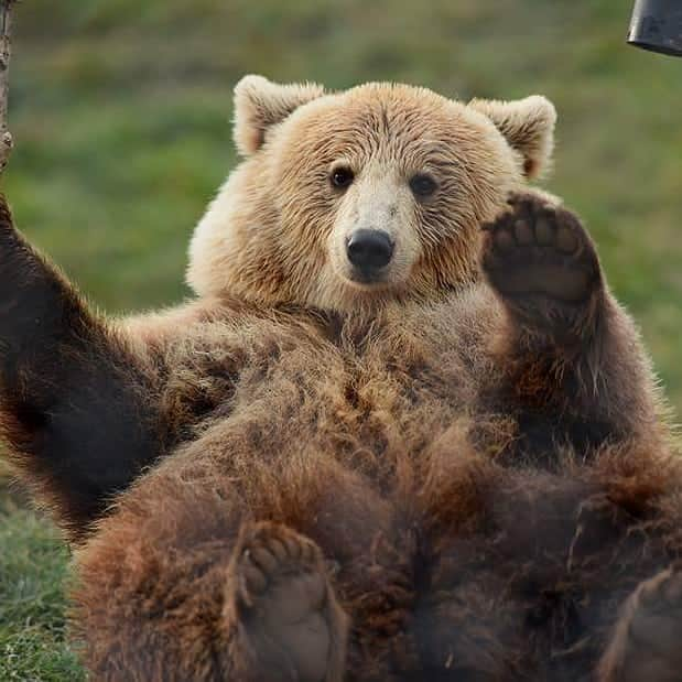 Bearsのインスタグラム：「Let me introduce you to Hope from @bear_sanctuary_prishtina ❤️ Isn't she a gorgeous girl? 🐻 😍  #bear #bears #animals #animal #bearsanctuary #prishtina #love #animallove #brownbear #saveouranimals #cute #sweet」