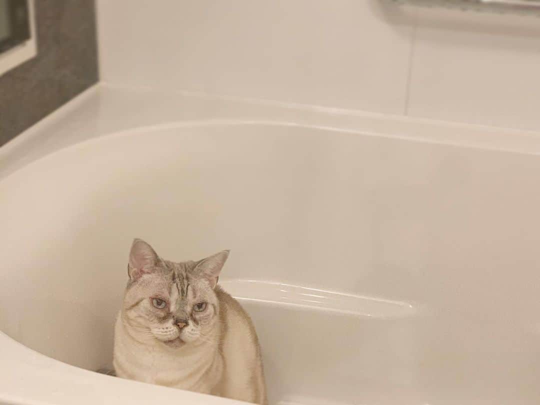 青山有紀さんのインスタグラム写真 - (青山有紀Instagram)「朝風呂のお湯を流したあとはガルちゃんがバスタブに入ってゆっくりするのが日課💛 #garu_cat #ガル様」1月30日 9時29分 - yukiaoya