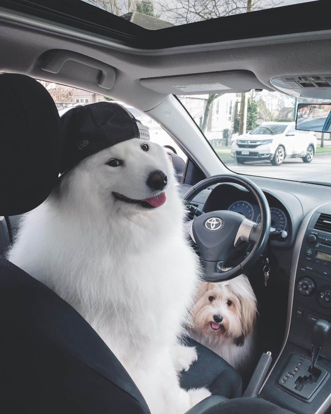 Loki the Corgiさんのインスタグラム写真 - (Loki the CorgiInstagram)「Would you ride this Uber? 😂 Bear controls the steering wheel and Momo controls the pedals. Ride at your own risk! 🚙 - P.S. We still have some calendars left! We’ve decided to donate all proceeds from the remaining calendars toward relief for the wildlife affected by the Australian bushfires. Calendars are $10 with free shipping - link in bio ♥️」1月30日 9時53分 - lokistagram