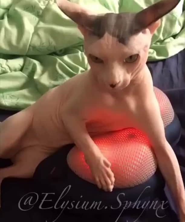 9GAGのインスタグラム